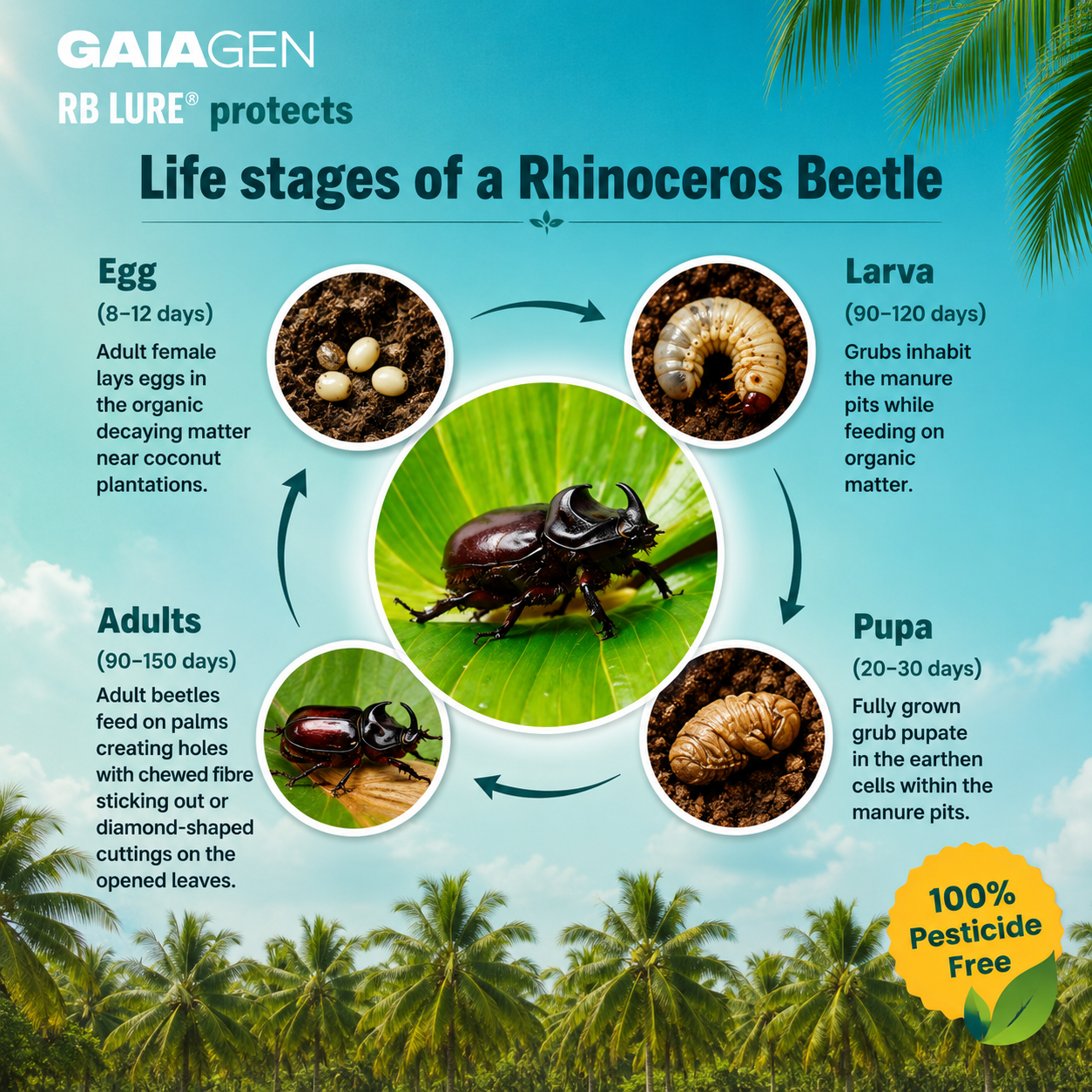 Farmer Bench Coconut Rhinoceros Beetle Trap Kit (Trap + Lure)