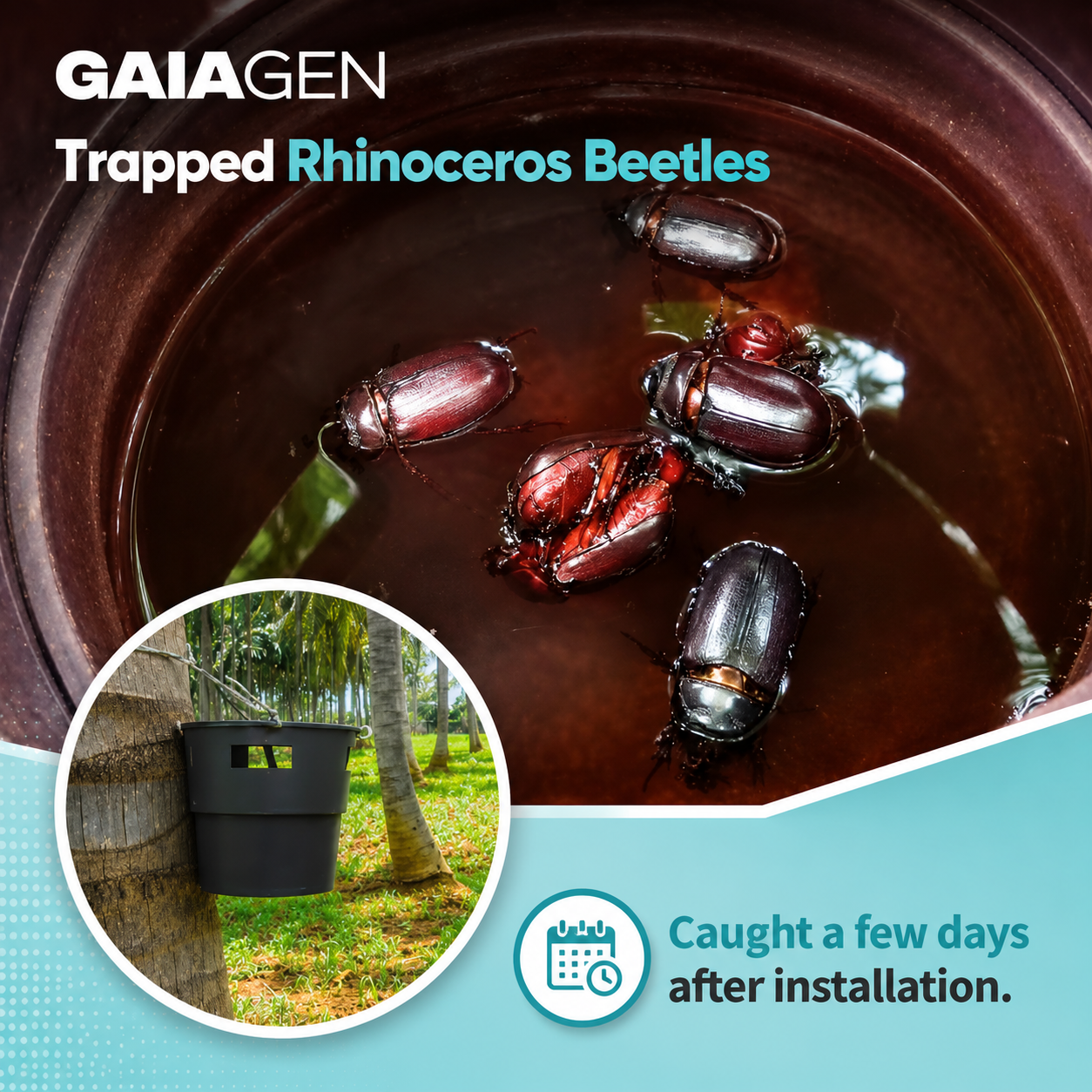 Farmer Bench Coconut Rhinoceros Beetle Trap Kit (Trap + Lure)